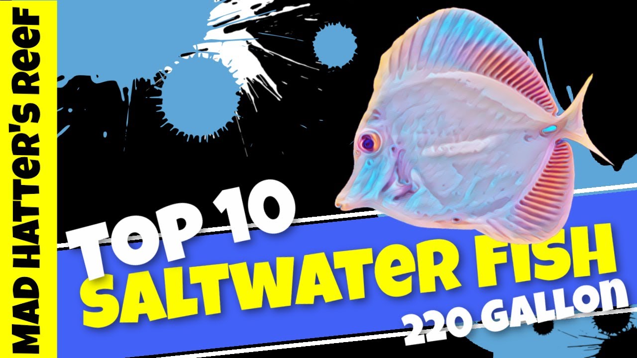 Top 10 Saltwater Fish for a 220 gallon aquarium