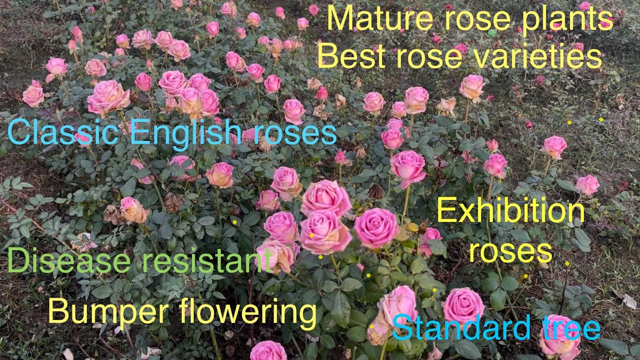 🌹Sale Section | Exhibition Varieties | Standard Roses | Pushpanjali Rosery Bareilly