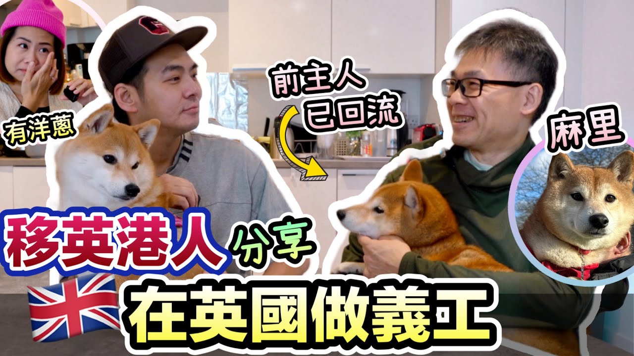 移民英國香港人分享義工心路｜前主人回流留下了柴犬麻里｜痛失愛犬從義工中解痛【洋蔥訪問：春媽淚湧】Manchester Dog Rescue - Dogs4Rescue #移民英國 #香港人 #英國生活