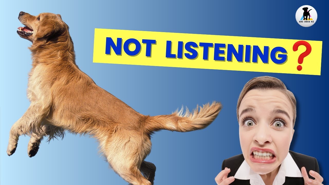 HOW to get your dogs attention✅Teach 