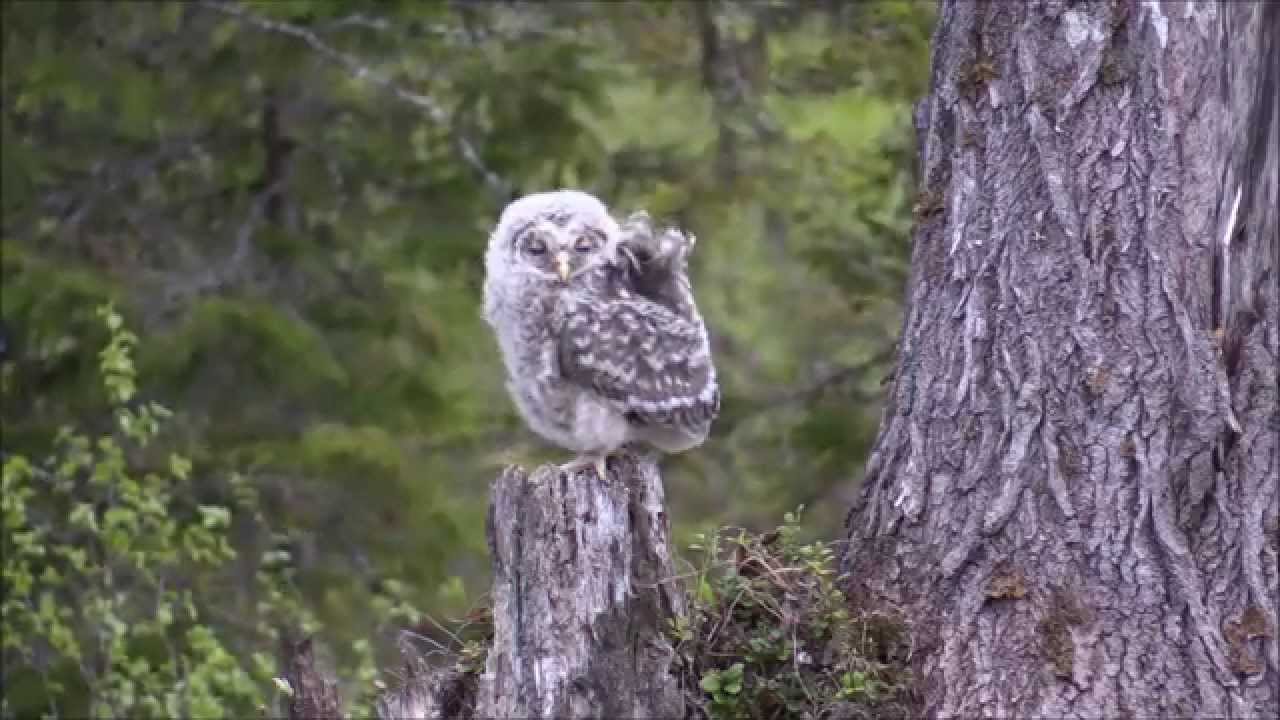 Slaguggla, Ural owl (Strix uralensis)
