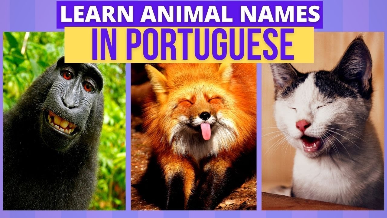 The Names of Animals in Portuguese | Learn Portuguese