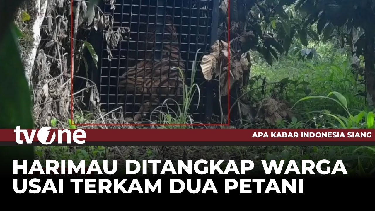 Harimau Sumatera yang Terkam Dua Petani di Lampung Berhasil Ditangkap | tvOne