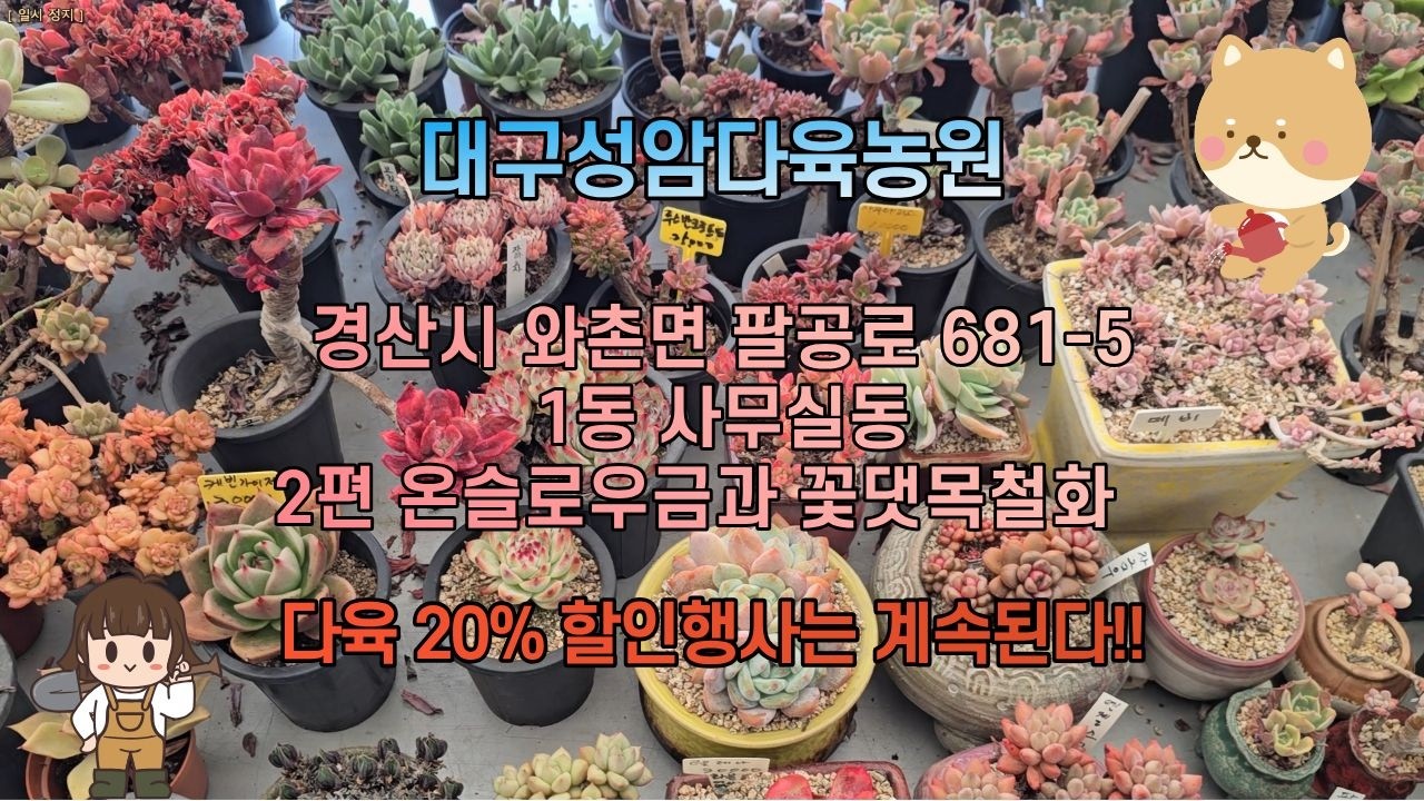 대구성암다육농원  1동 사무실동  -  2편 온슬로우금과 꽃댓목철화