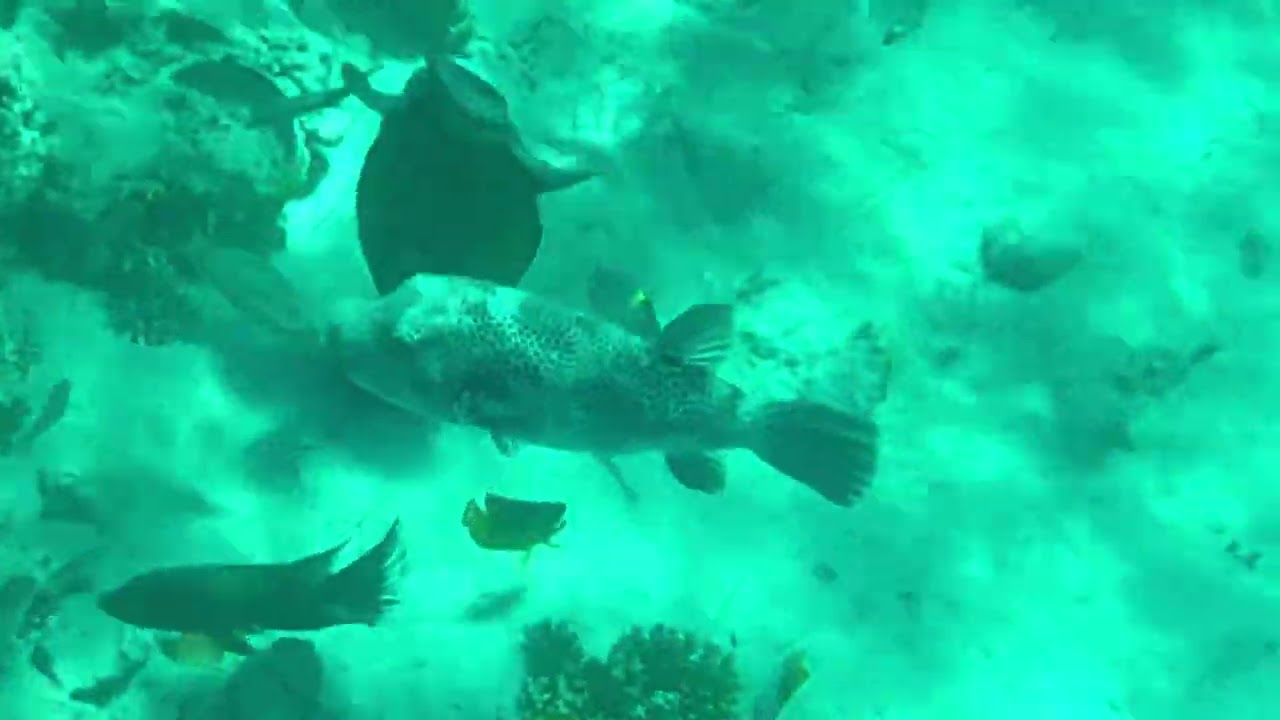 Urlaub im Steigenberger Alaya S1/E1
