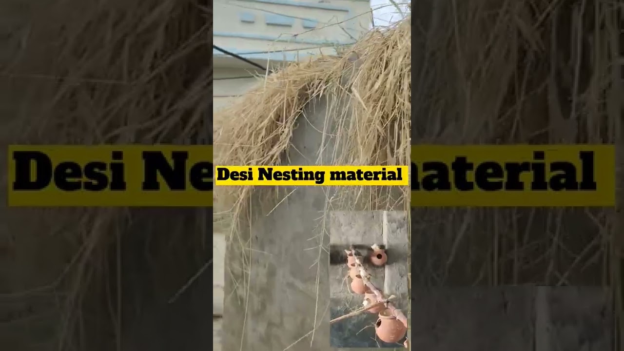 finches natural nesting material perfectfly #short #shortsreel