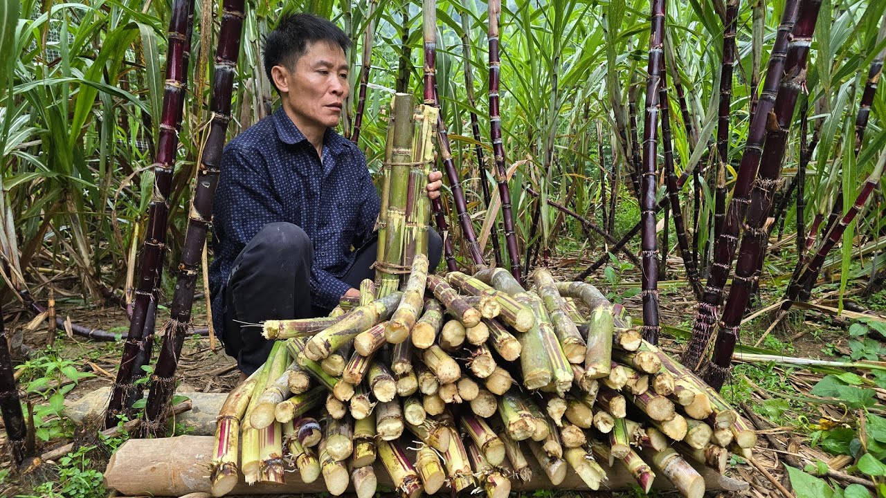 Harvesting at the Sugarcane Farm | Protecting Young Plants After Storms | Solo Survival
