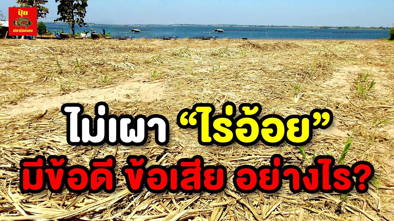 เคล็ดลับการเกษตร EP26 | การไม่เผาไร่อ้อย มีประโยชน์อย่างไร
