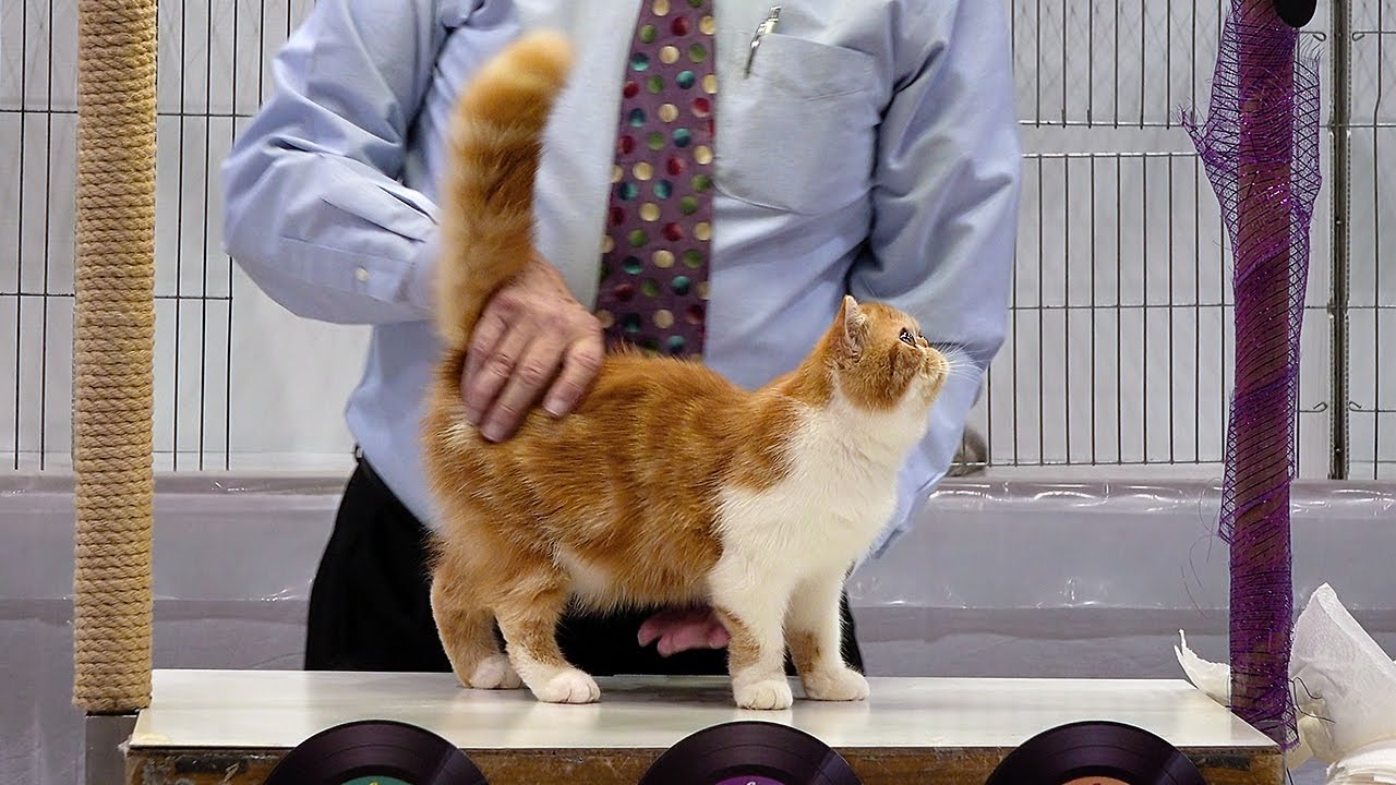 CFA International Show 2019 - Longhair Kitten Class Judging - Exotics