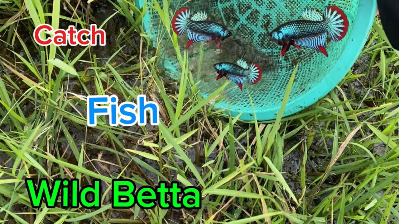 Catching wild betta fish in the rice fields.| Nguyen Tuan Betta #wildbetta
