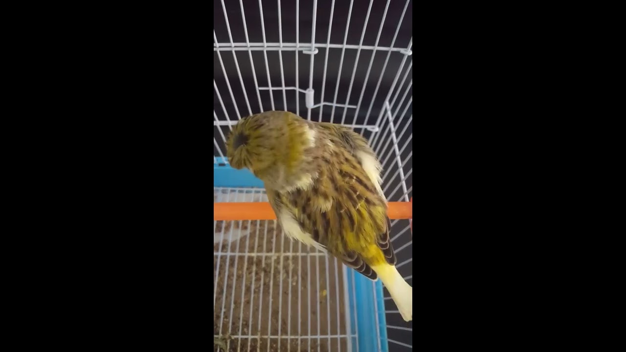 Beautiful gloster canary song احلى تغريد كناري الجلوستر