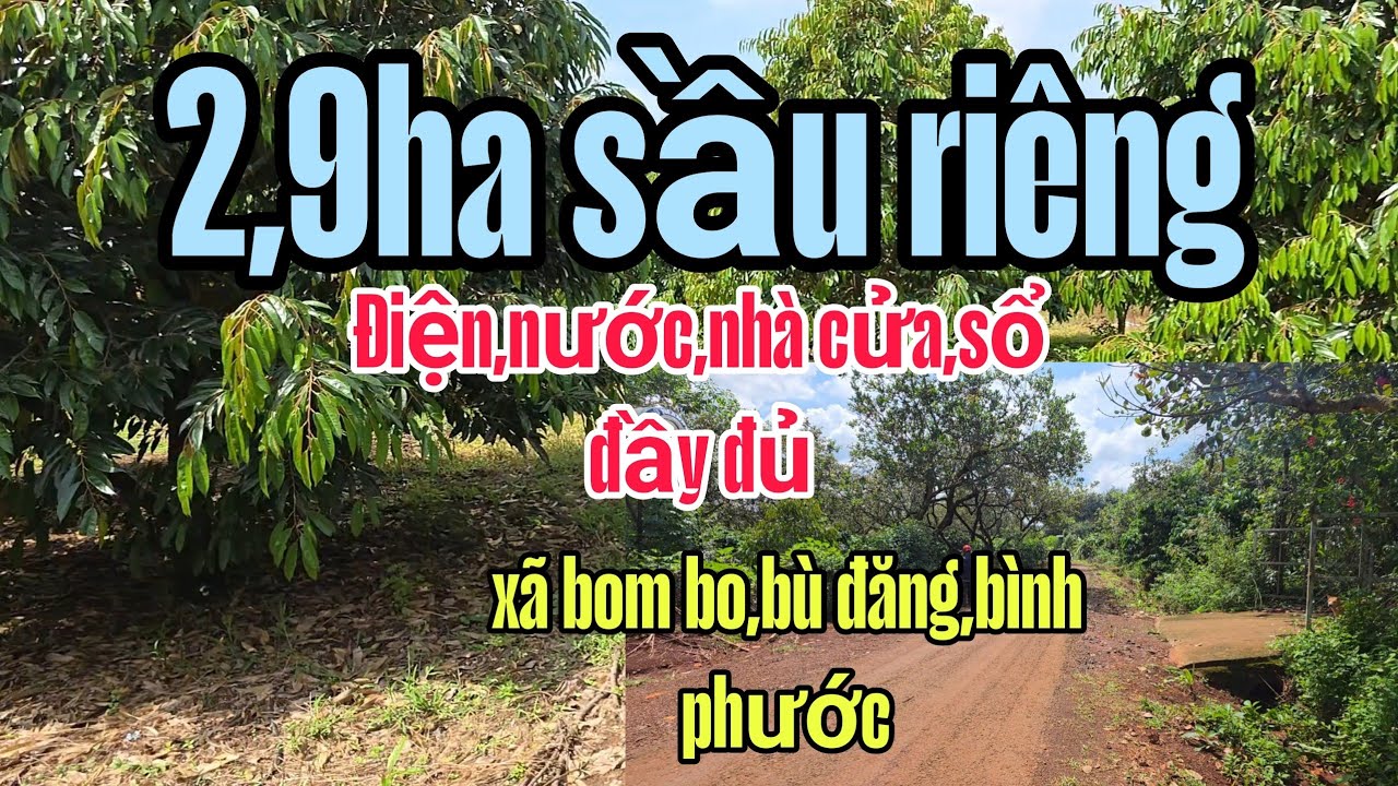 Vườn sầu riêng 2,9 ha bằng đẹp.Giá 6,2 tỉ tại bombo,bù đăng,bình phước