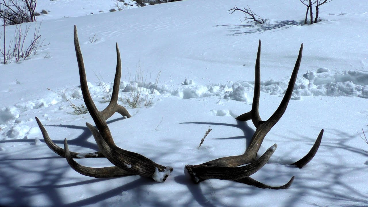 Tines Up Shed Hunting Highlights 