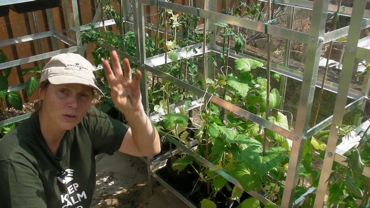 Planting out Cucumbers - Claire's Allotment Part 436