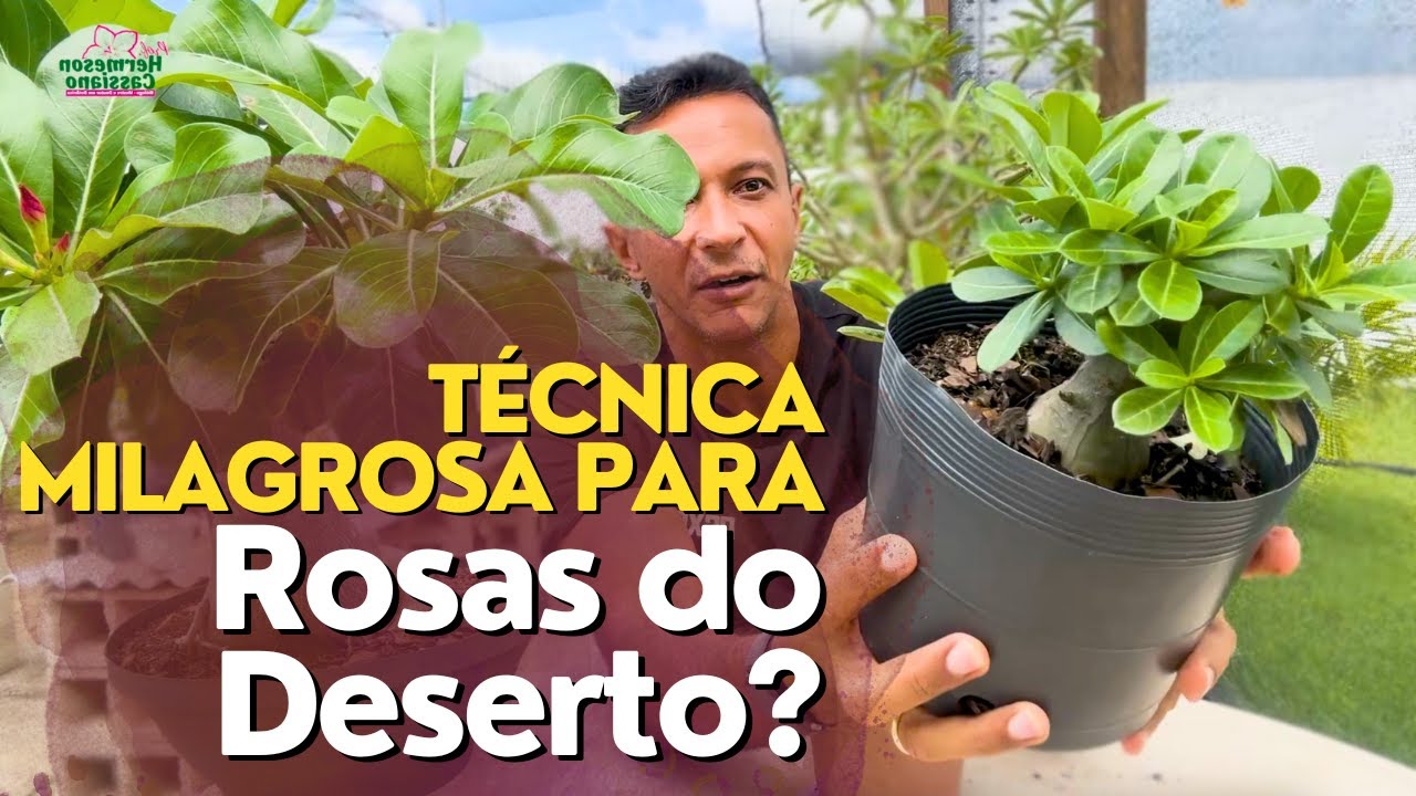 Técnica MILAGROSA para as Rosas do Deserto!