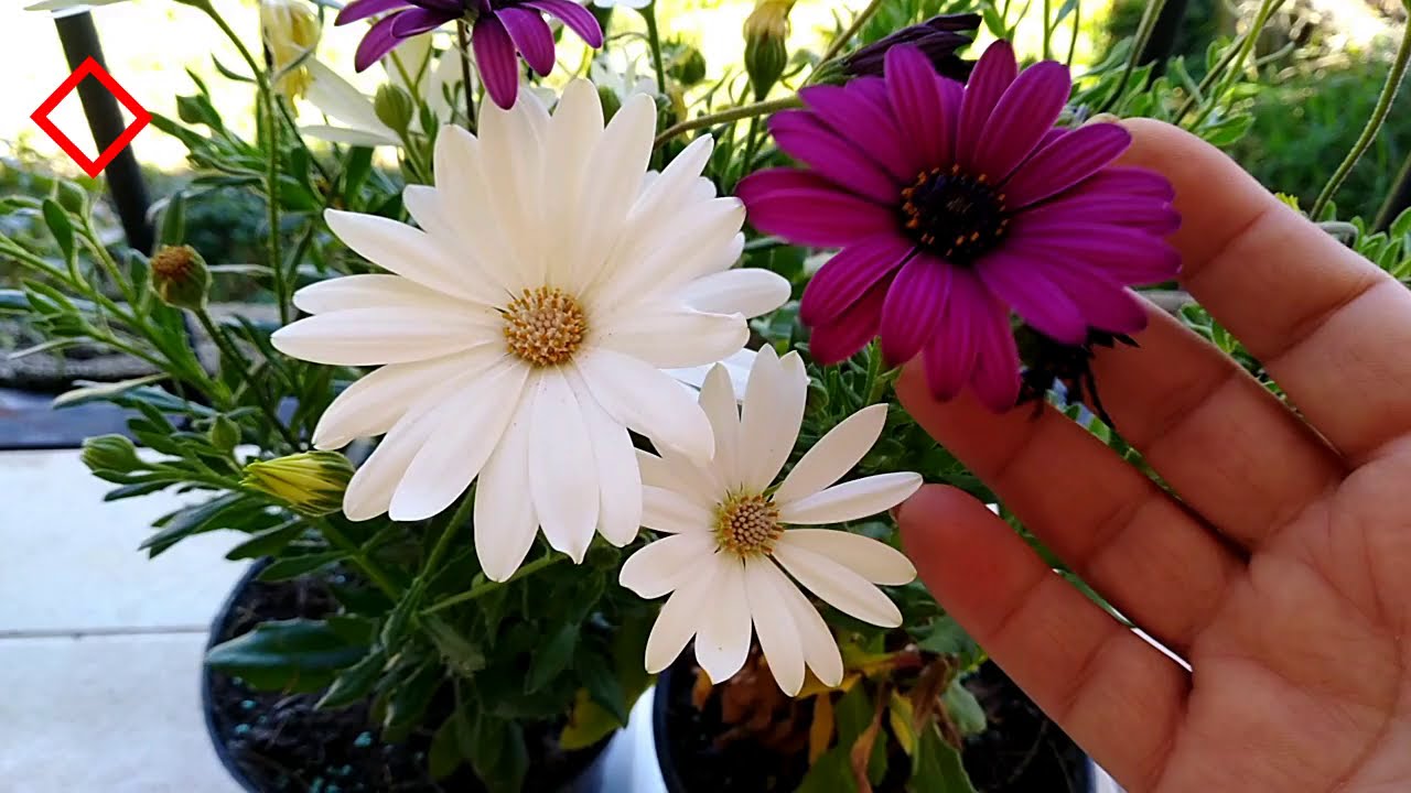 39.- ¿CÓMO SEMBRAR MARGARITAS DE COLORES? | #ELHUERTODECASA