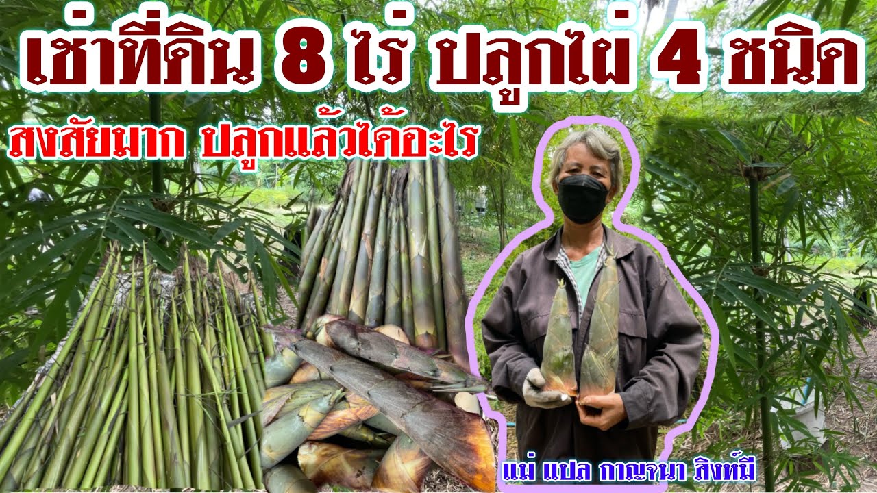 ที่8ไร่ปลูกไผ่4ชนิด ขายหน่อขายลำแปรรูป วันล่ะ1,000 เกษตรผสมผสาน | บ่าวยุทธพาจ้วด