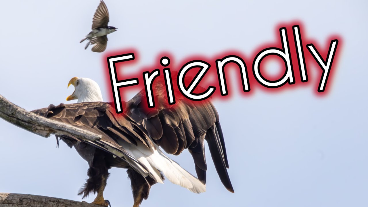 Wildlife Friends of Montezuma