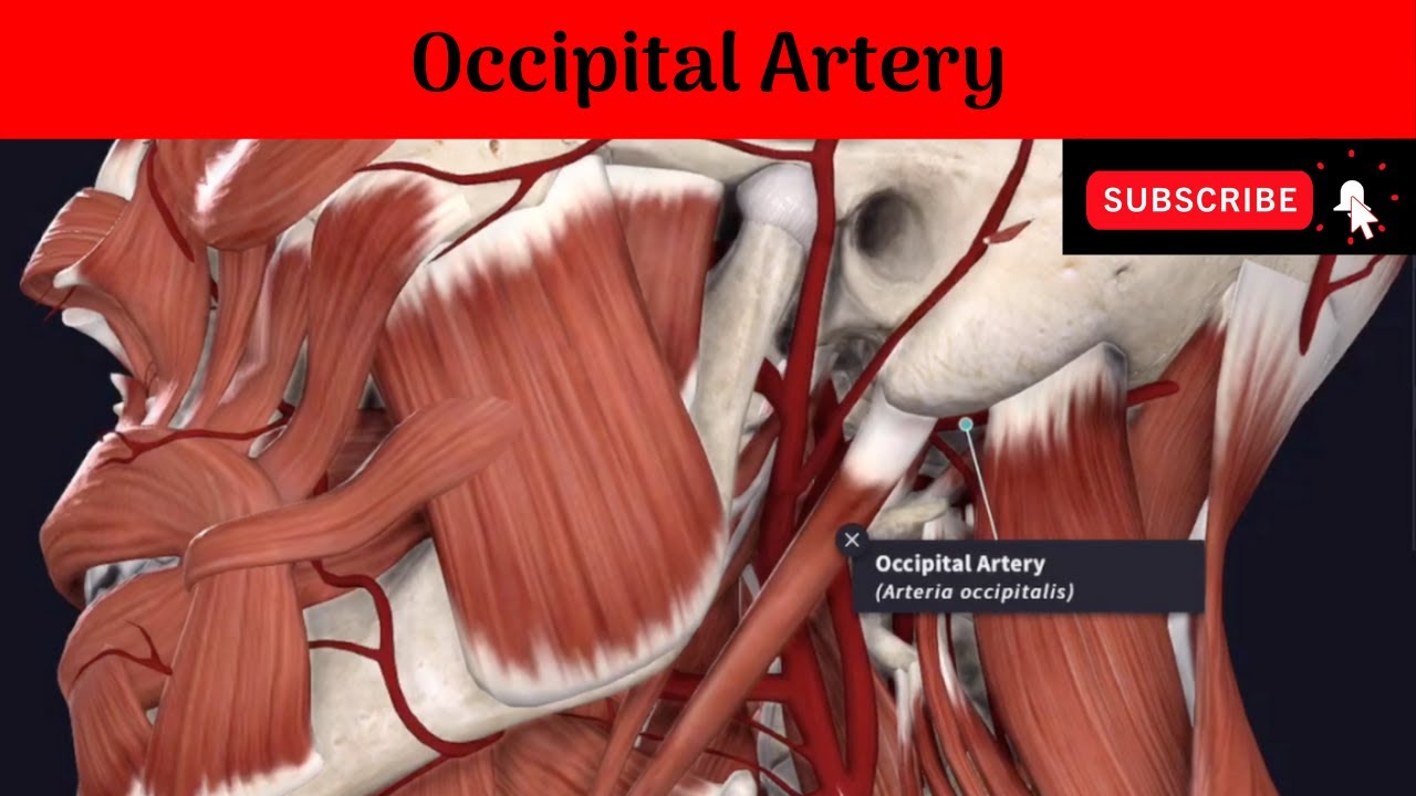 Occipital Artery #Anatomy #mbbs #education #bds #headandneckanatomy #arteries