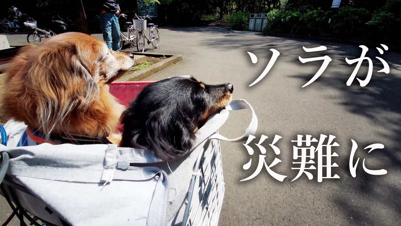 仲良しダックス兄弟の思い出　お散歩中にソラが災難にあいました💧