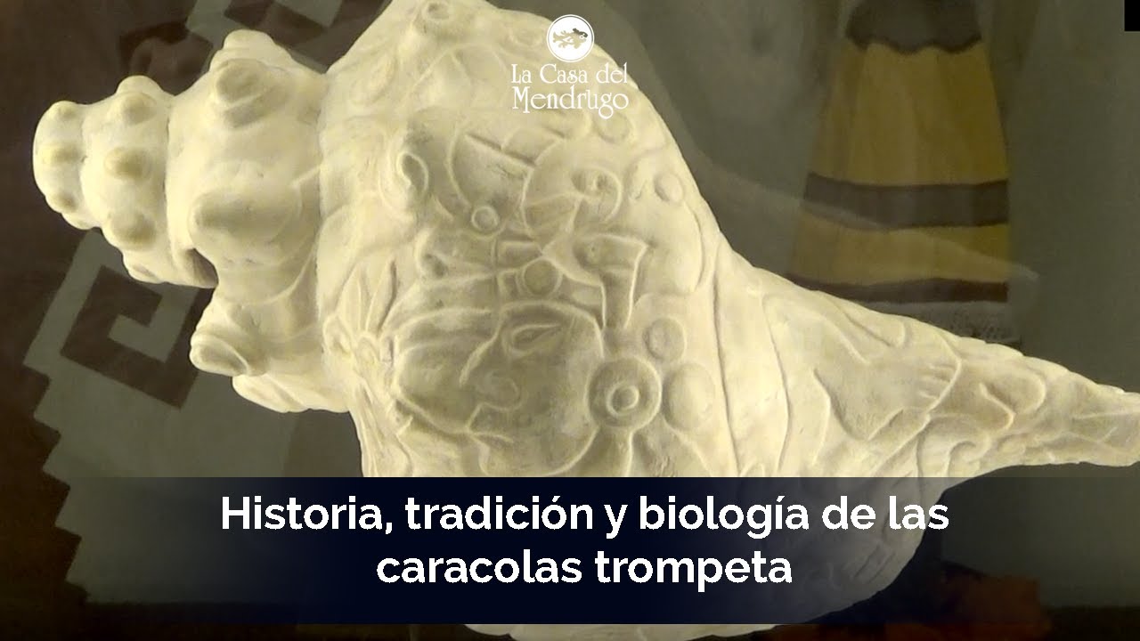 Atecocolli: Caracol Trompeta