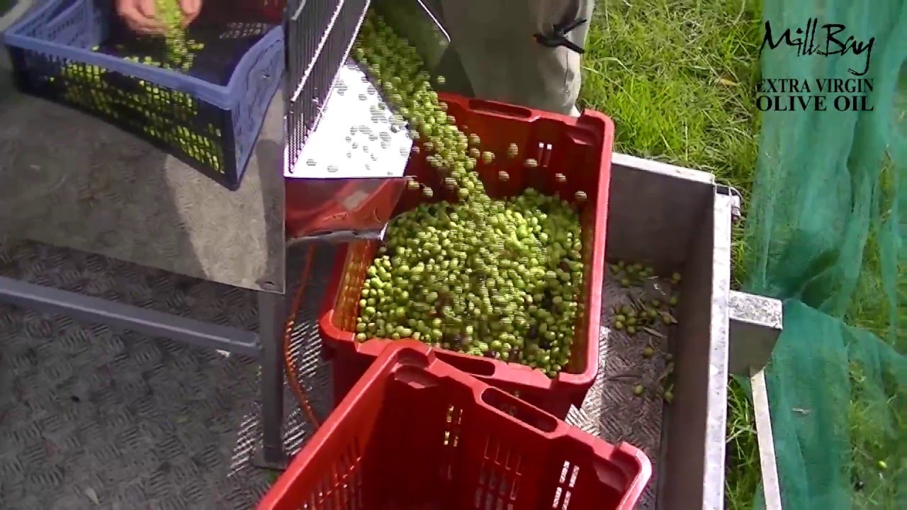 Home designed and built 12 volt olive deleafer machine