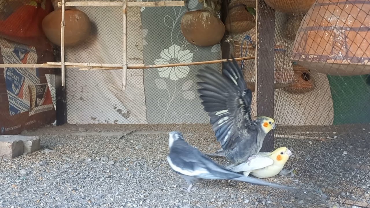 Cockatiel Parrot Mating Sounds 