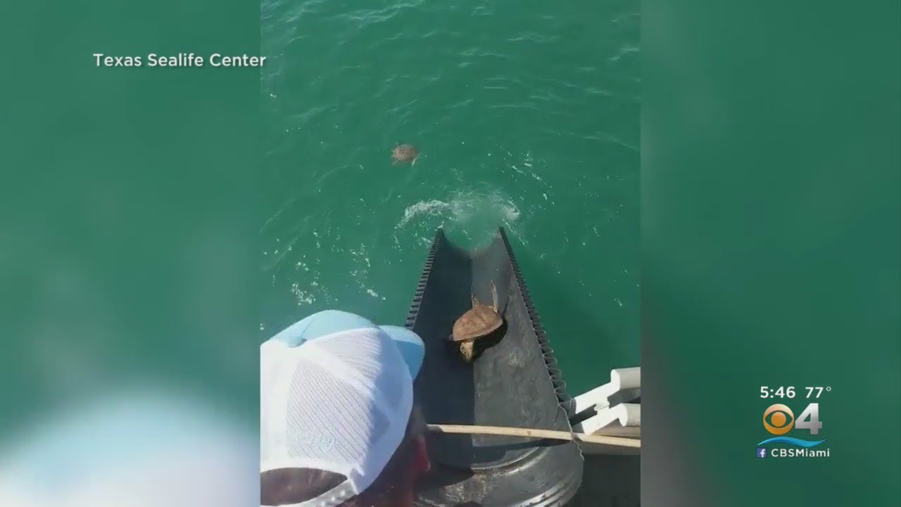 Sea Turtles Rescued From Frigid Texas Waters Finally Returning Home