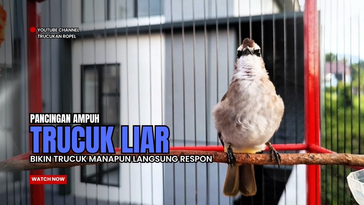 Suara Burung TRUCUKAN gacor TARUNG ROPEL PANJANG pancingan trucukan agar JADI trucuk gacor EMOSI