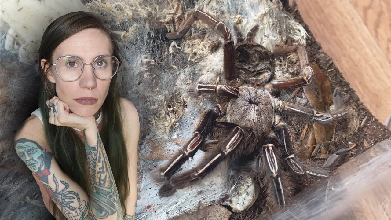 SAD DAY .. and DIFFICULT Rehousing (E murinus - Skeleton Leg Tarantula)