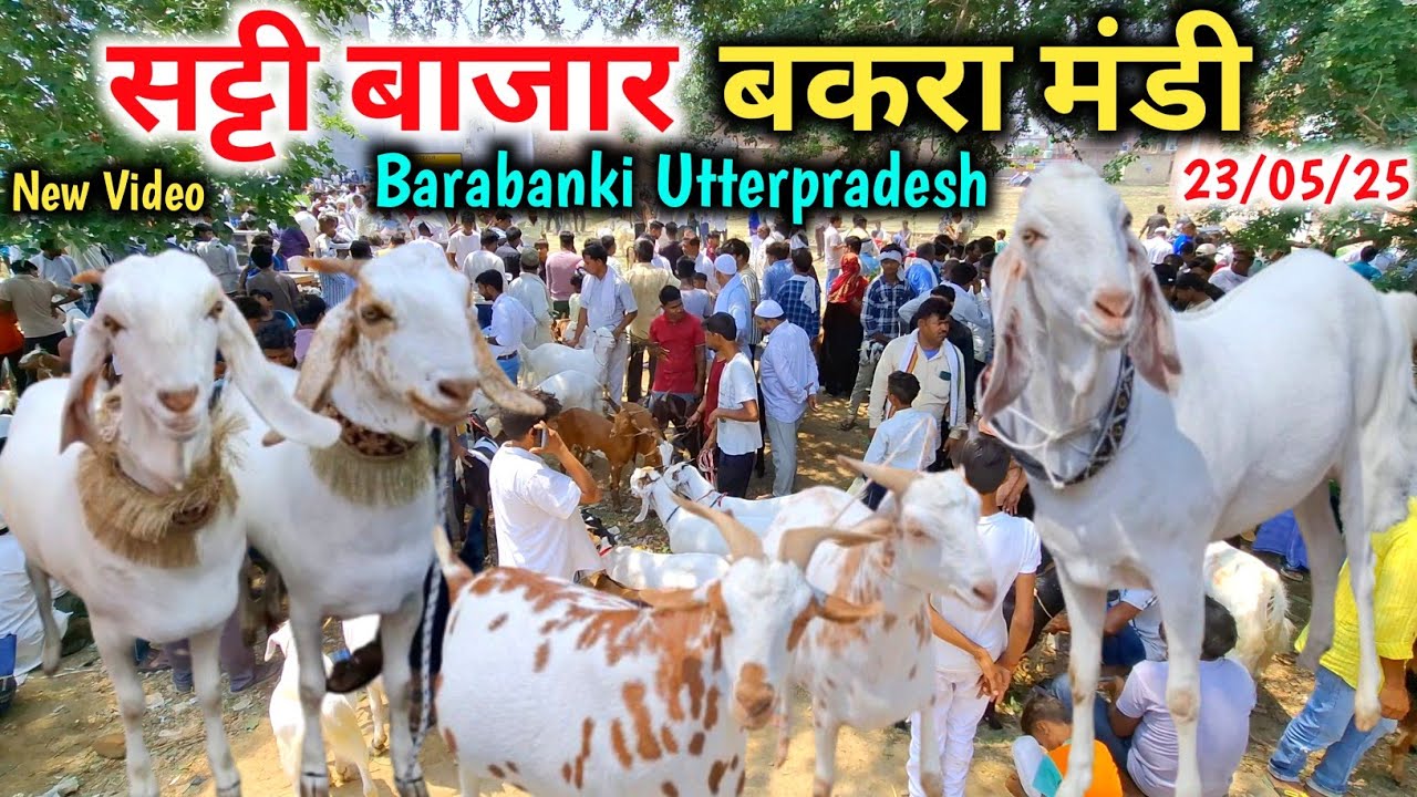 आज सट्टी बाजार बकरा मंडी में क़ुरबानी के बकरे ही बकरे |23/05/25|Satti Bazar Bakra mandi Barabanki UP