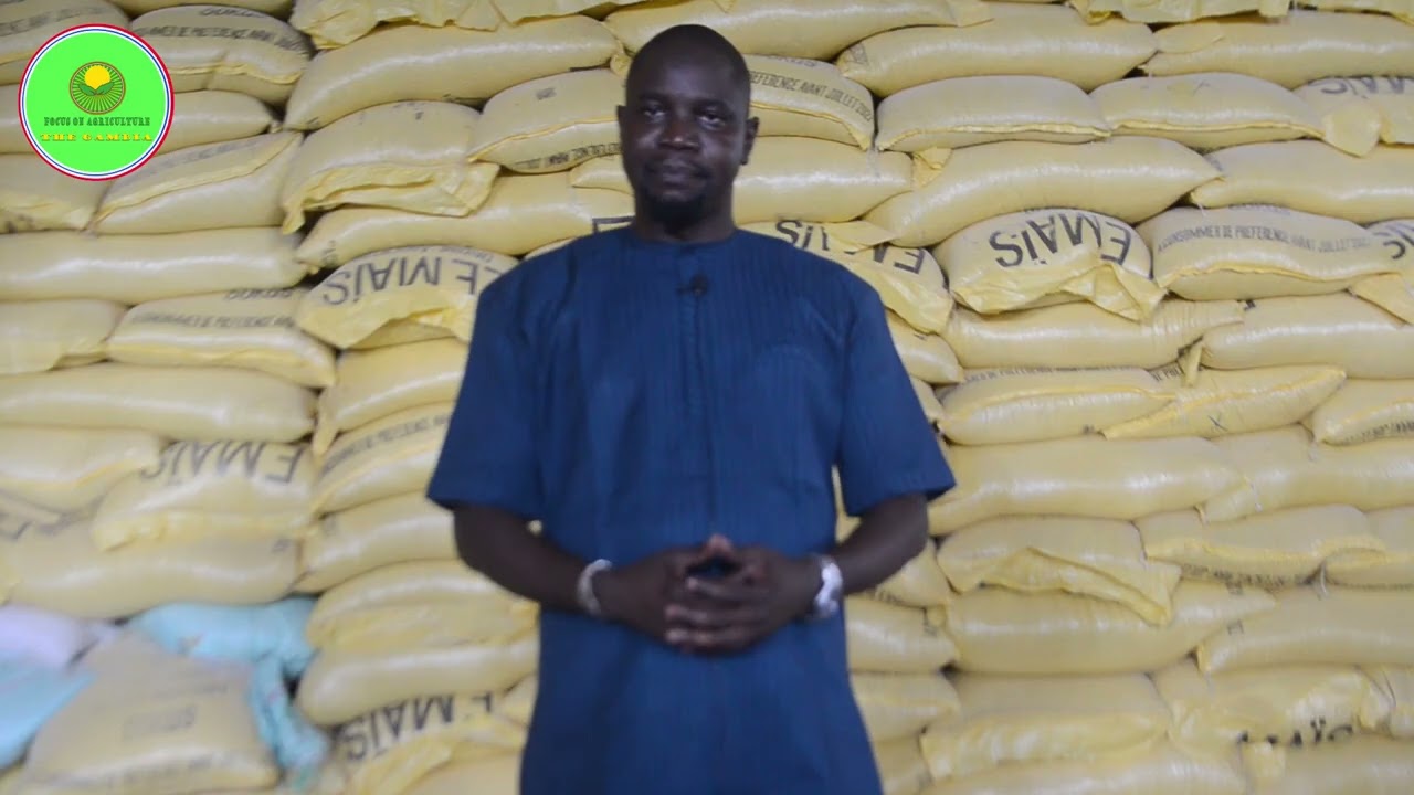 Feeding the future 🐓| Best chicken feed for strong, and healthy poultry | support local farmers 🇬🇲