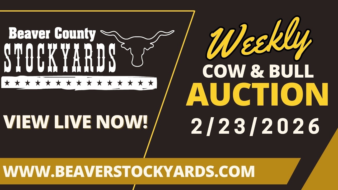 2/23/2026 - Cow & Bull Auction- Beaver County Stockyards