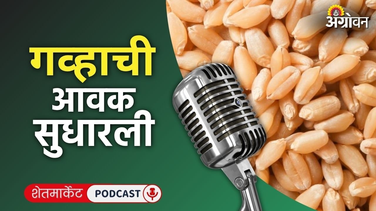 Cotton, Soybean Rate: कापूस बाजार, सोयाबीन दर, कैरी भाव, काकडी रेट | Agrowon