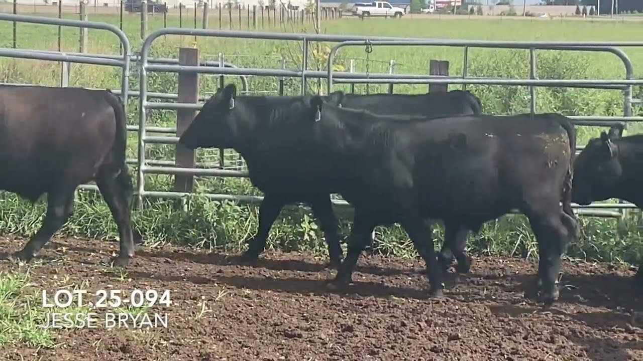 UPI Columbia - Lower Middle TN Cattle Auction - Friday - August 1st 9 a.m. CST