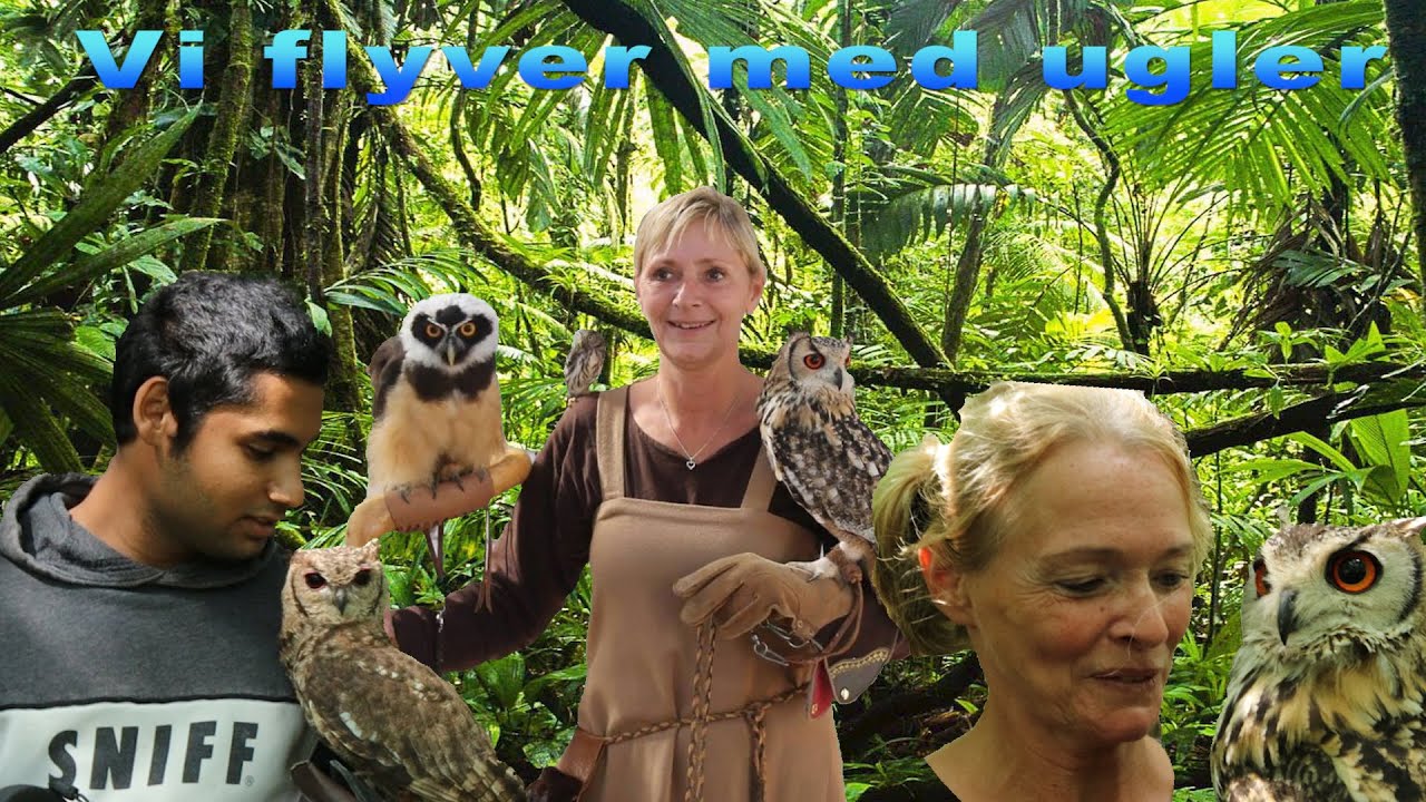 (Fødselsdags Special) Flyver med ugler!!