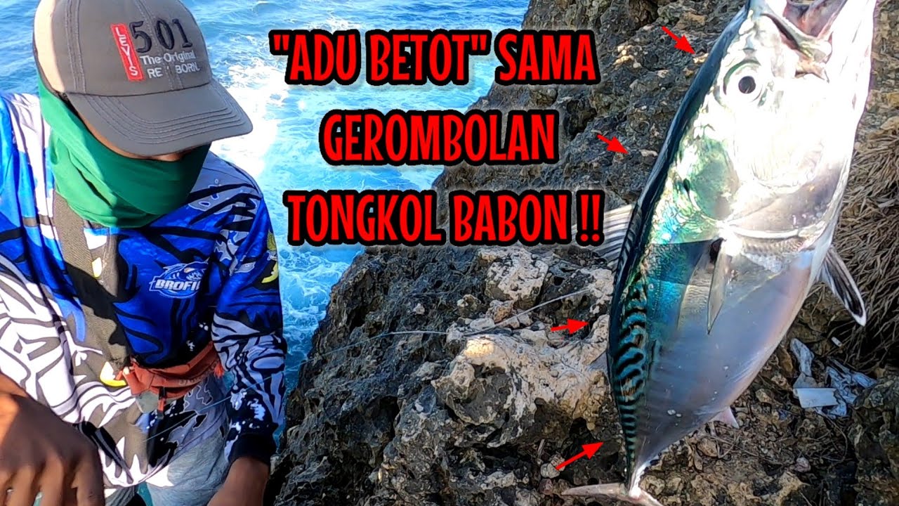 DAPET REEL BARU LANGSUNG GASS BUAT ADU BETOT LAWAN TONGKOL BABON-BABON