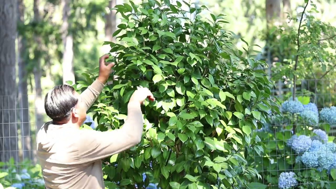 Cuando y como podar las plantas camelias 