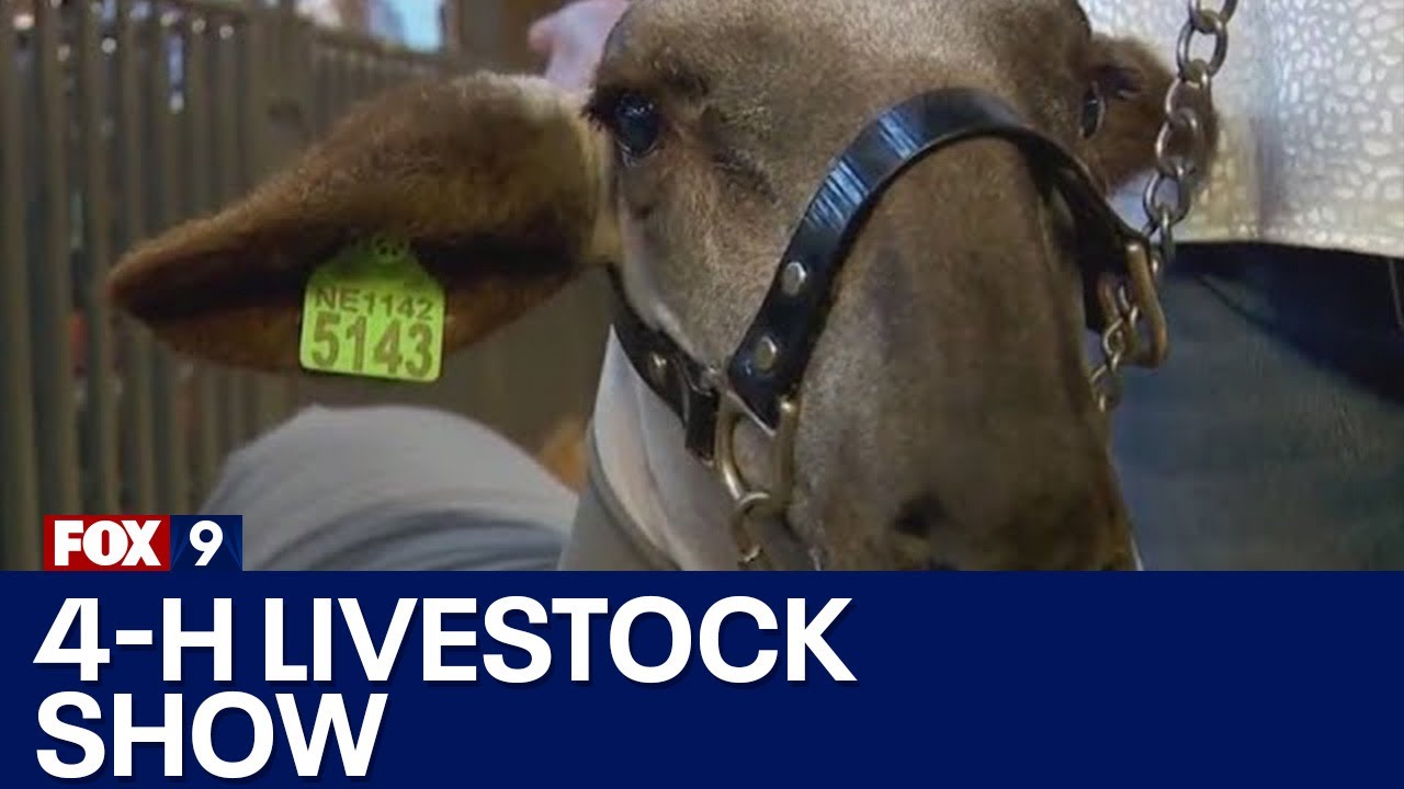 4-H livestock show at MN State Fair