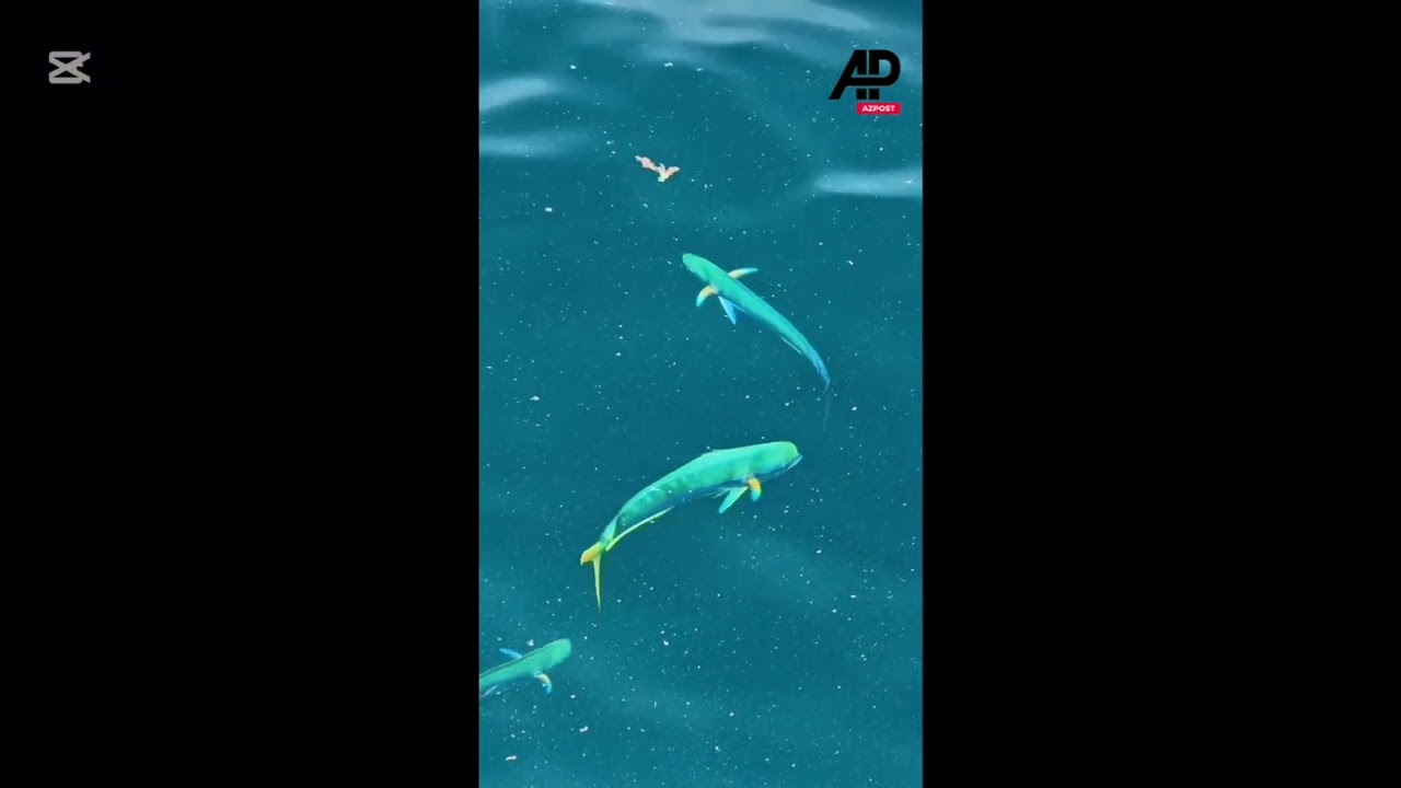 BRAZIL: Drone operator spots stunning dolphinfish swimming off S&atilde;o Paulo
