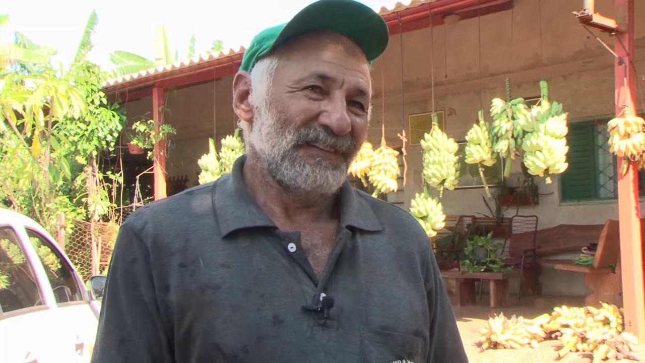 #banana #assentamento #organico.                                                   MATURAÇÃO  BANANA