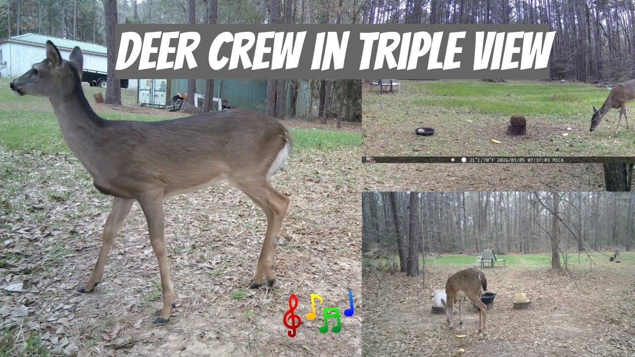 3‑Cam Look at the Deer Crew #nature #wildlife
