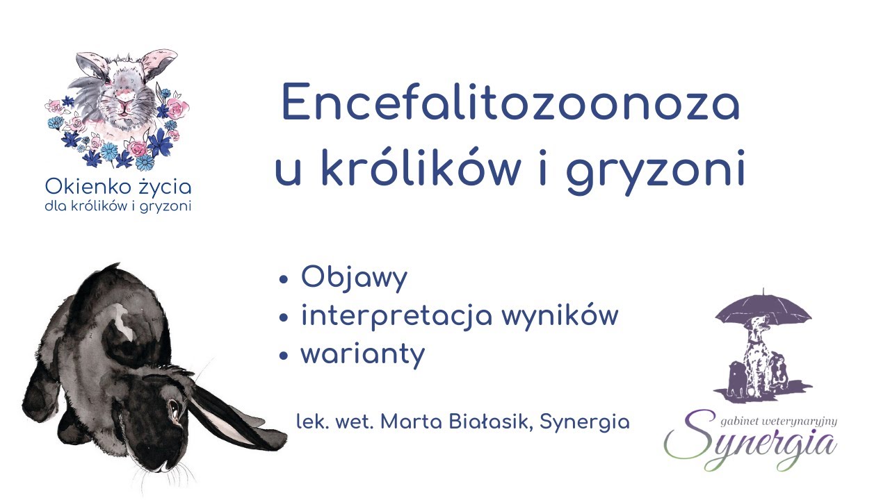Encefalitozoonoza u królików i gryzoni