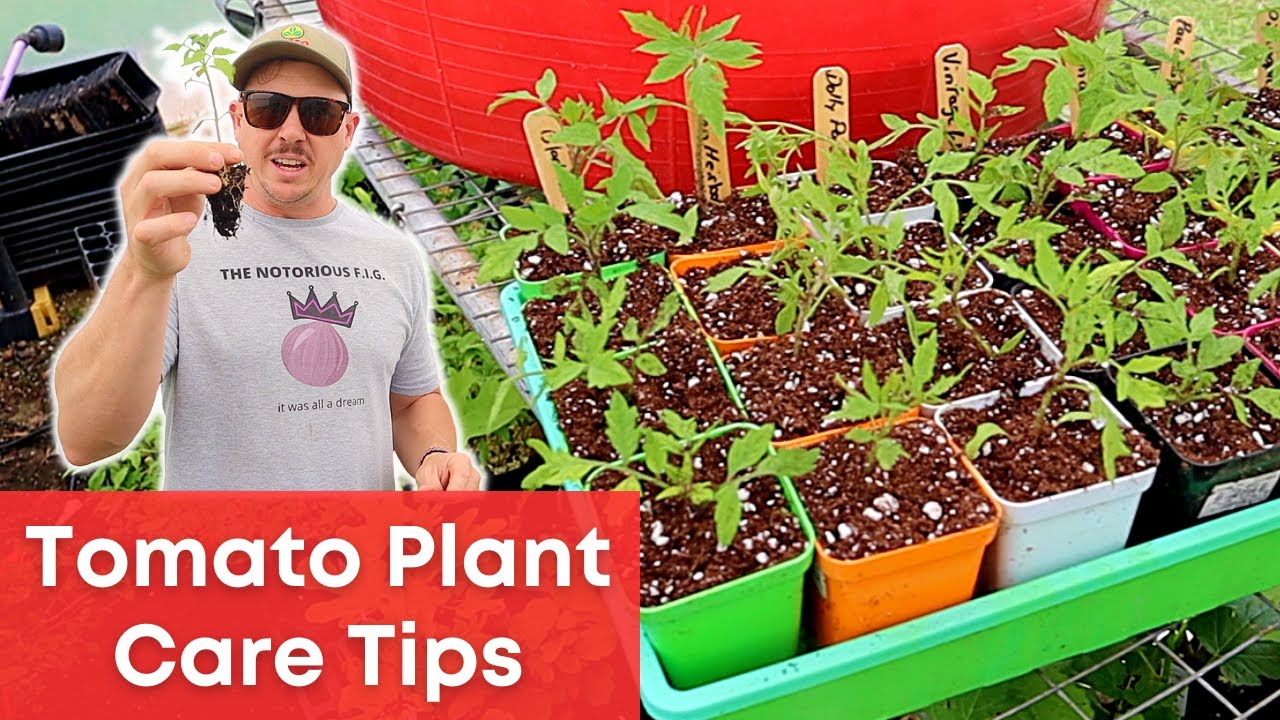 Do Tomatoes Need a Larger Pot?