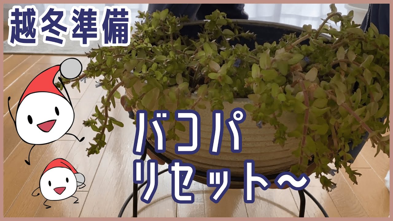 【めだか】ベランダビオトープの冬越し準備/ウォーターバコパ