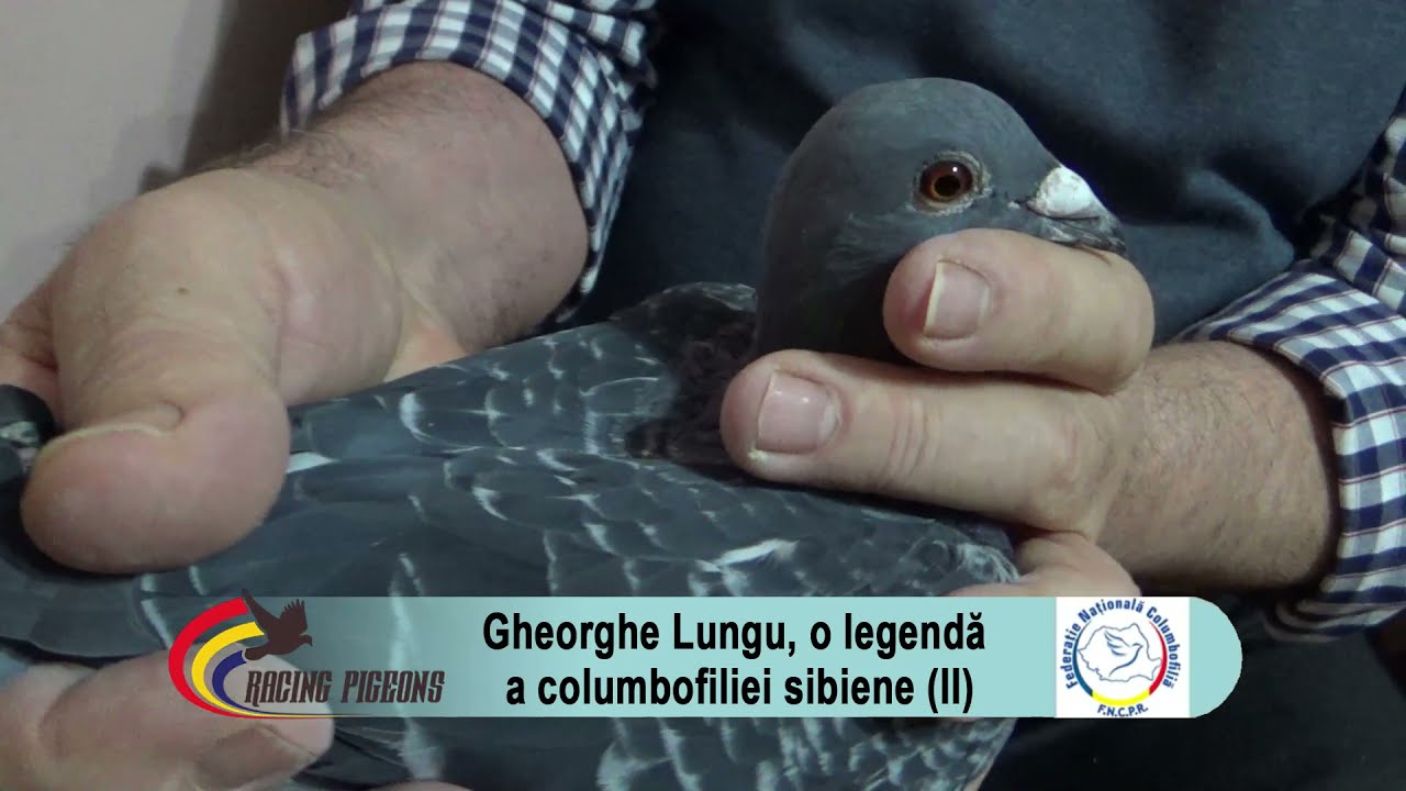 Gheorghe Lungu, o legenda a columbofiliei sibiene (II)