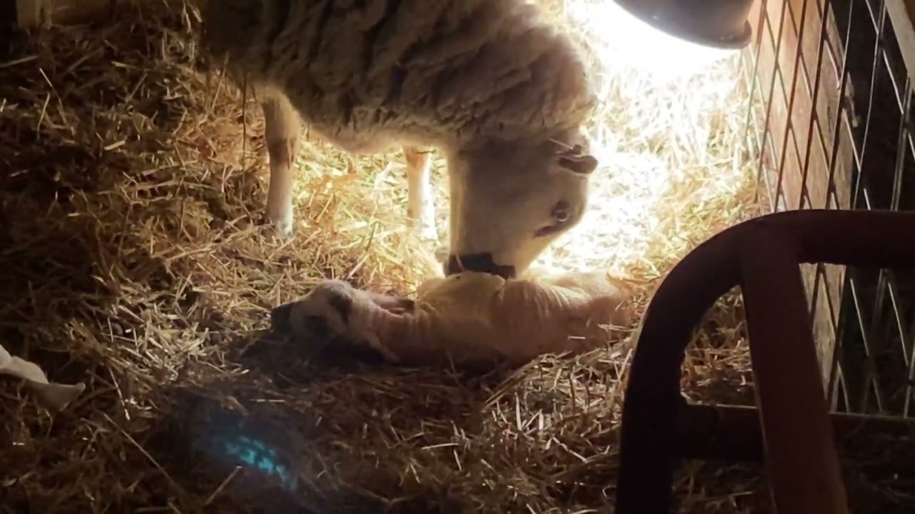 Kerry Hill lamb being born