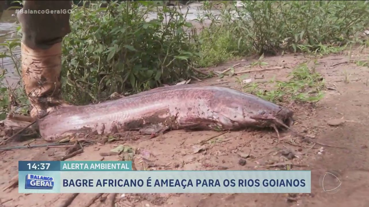 Alerta ambiental: bagre africano é ameaça para os rios goianos