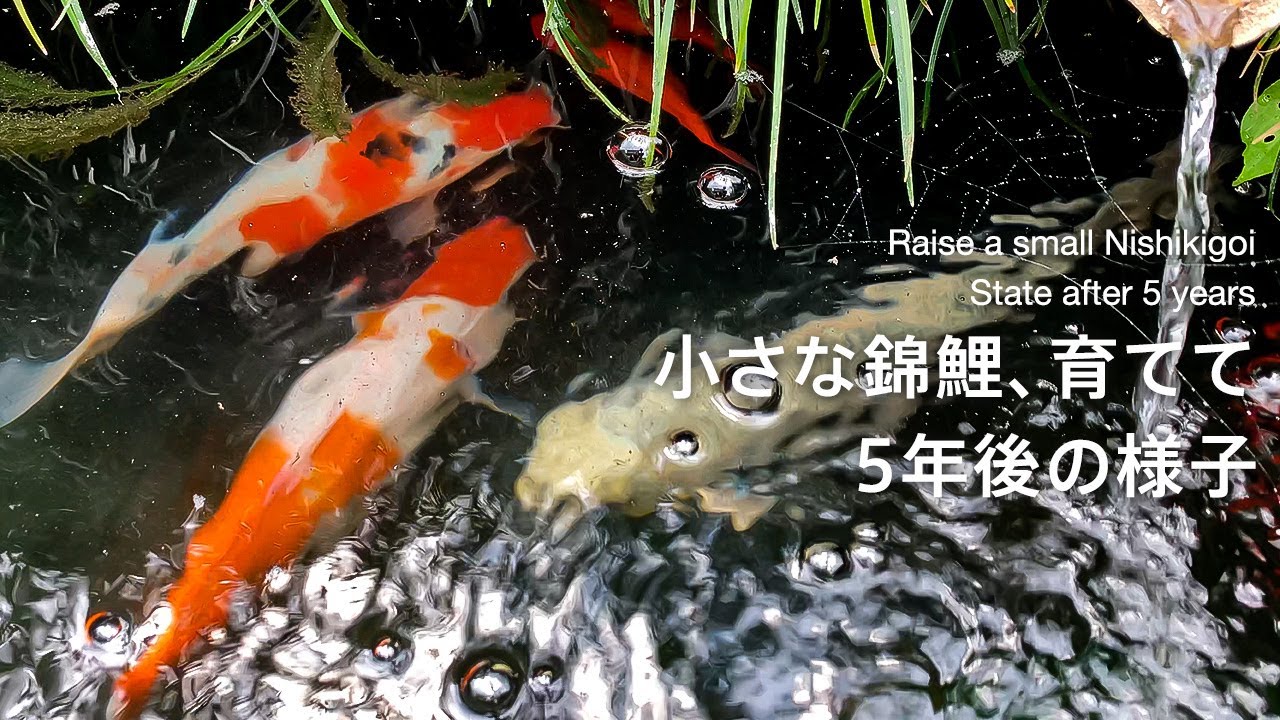 養魚場で買った小さな錦鯉、育てて5年後｜錦鯉｜手作り池｜池DIY｜Nishiki-koi｜vlog