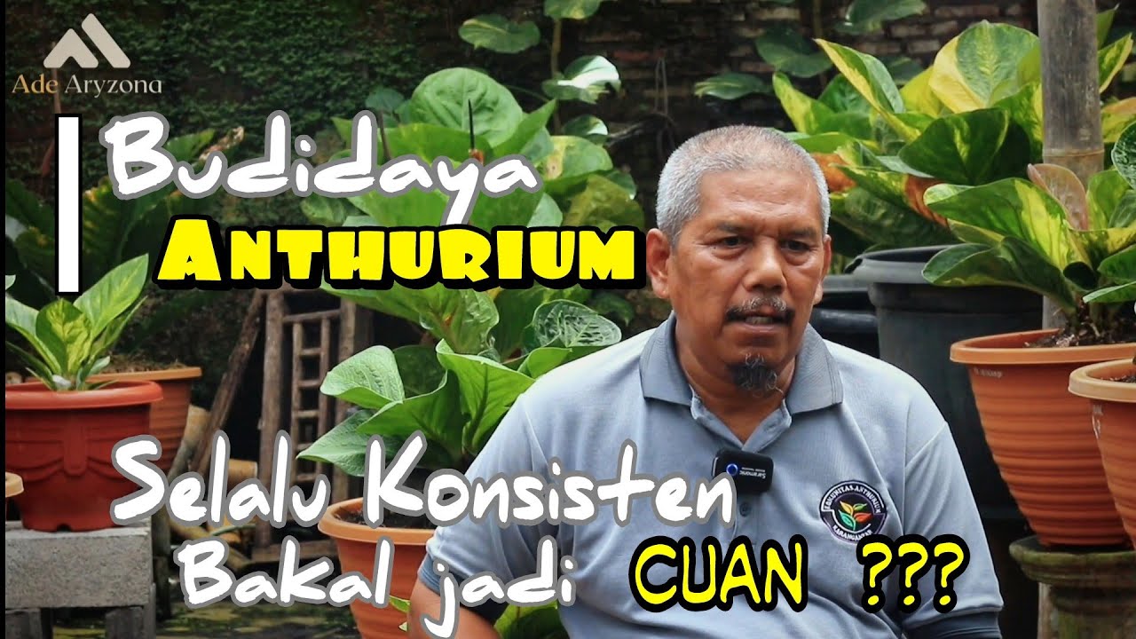 Budidaya Anthurium Bersama Putri Salsa Nursery